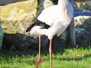 Zoo du Bassin d'Arcachon