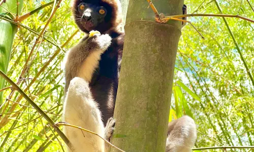 狐猴領地公園