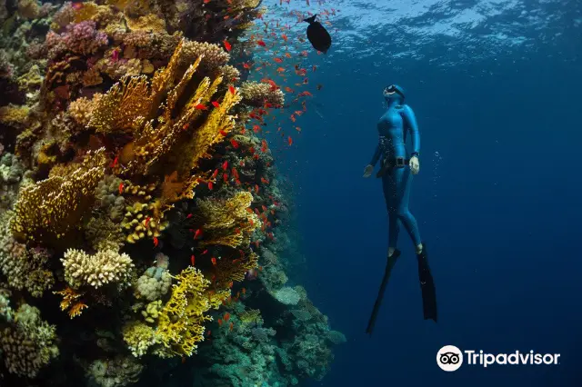 Scuba Diving in Penida Island