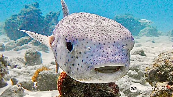 Diving in Zanzibar