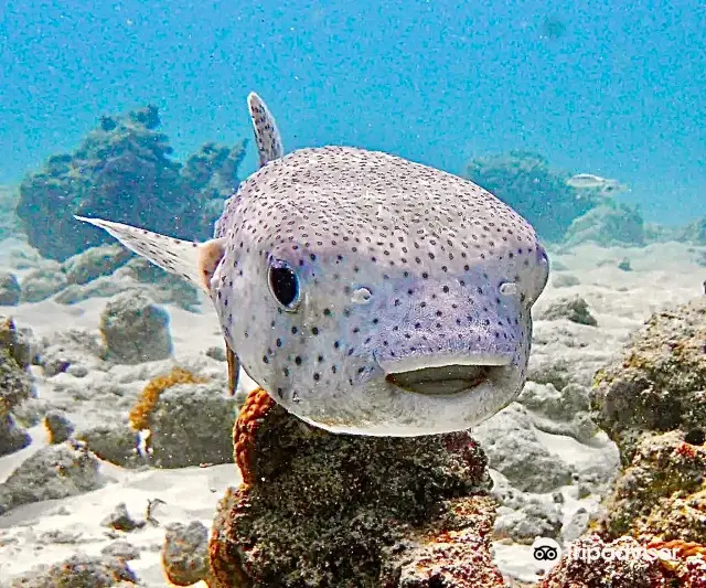 Diving in Zanzibar