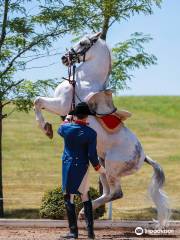 The Tempel Lipizzans