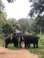 Millennium Elephant Foundation