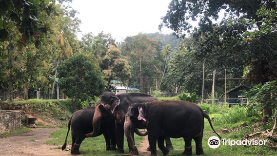 Millennium Elephant Foundation