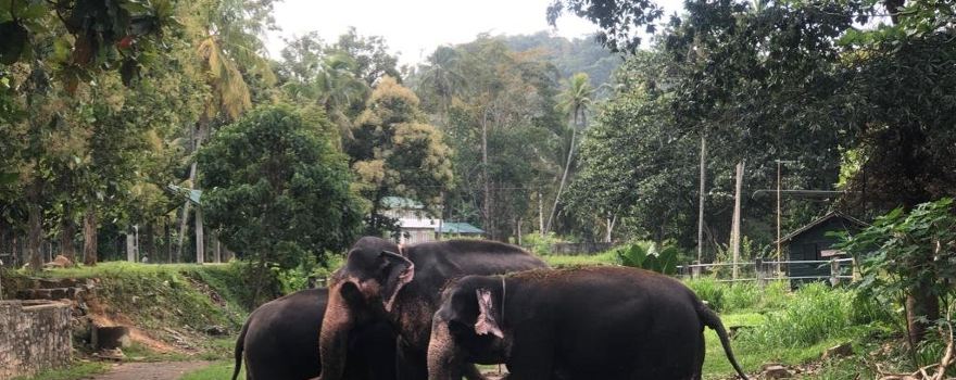 Millennium Elephant Foundation