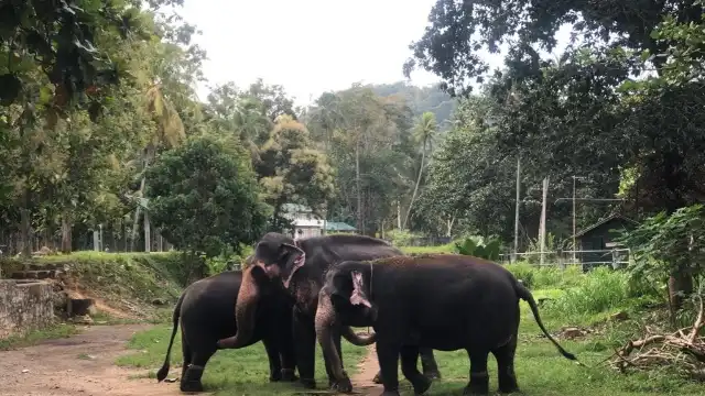Millennium Elephant Foundation