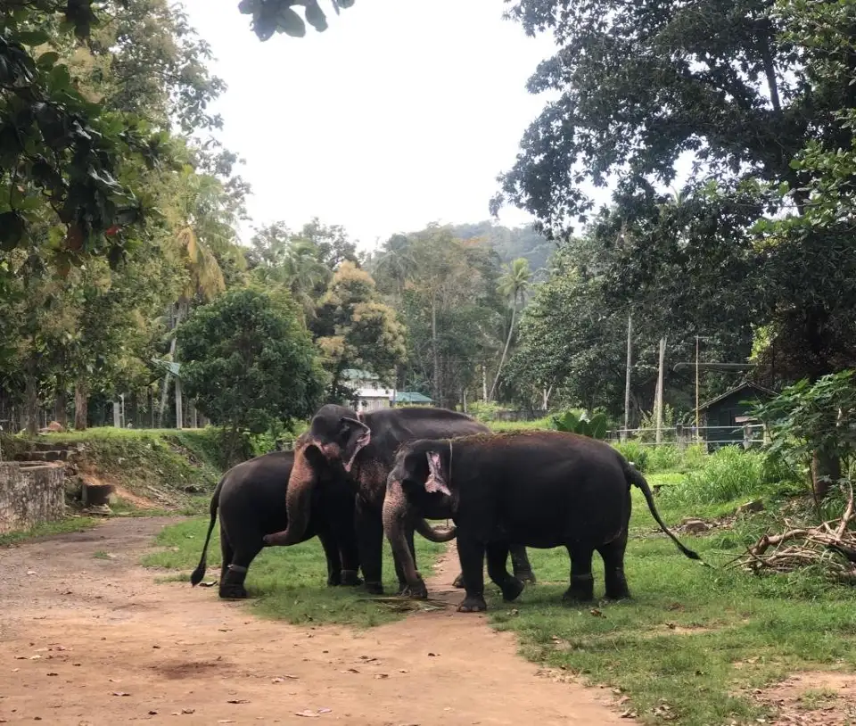 1_Millennium Elephant Foundation