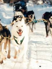 Serebro Severa Sled Dog Village