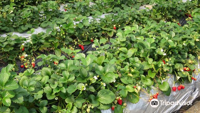 Isoyama Strawberry Farm