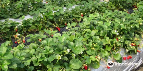 磯山觀光草莓園