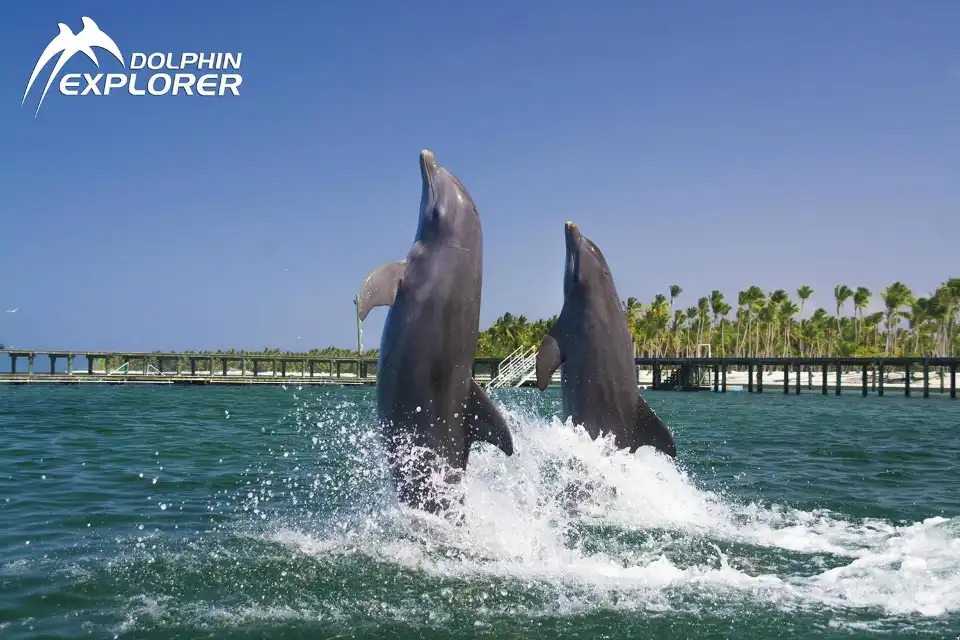 3_Dolphin Explorer