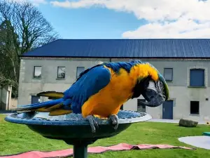 Mountpanther Farm Park