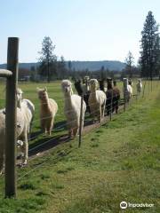 Alpacas at Lone Ranch tours by appointment