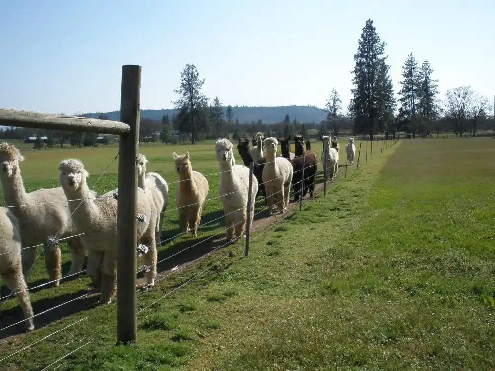 Alpacas at Lone Ranch 주변 호텔