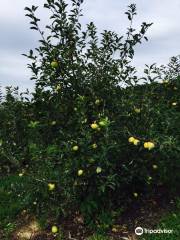 Oriole Springs Orchard