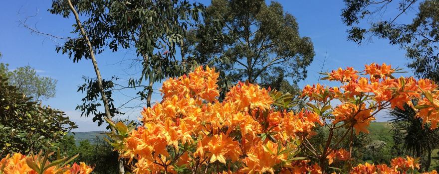 Plant World Nursery and Gardens