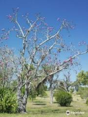 Botanical Garden of Cienfuegos