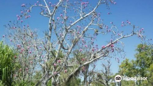 Botanical Garden of Cienfuegos