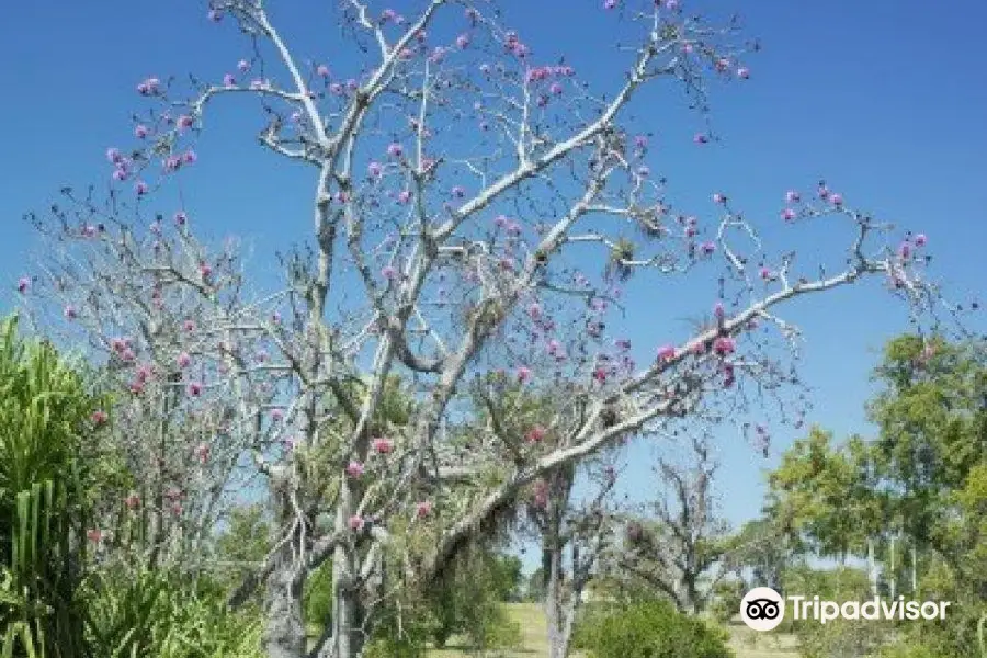 Botanical Garden of Cienfuegos