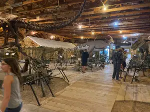 Dinosaur Museum