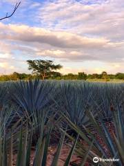 Mayapan Traditional Agave Distillery