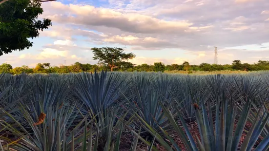 Mayapan Traditional Agave Distillery