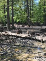 Wildwald Vosswinkel