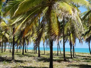 Praia De Maracaipe