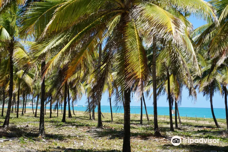 Praia De Maracaipe