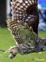 Screech Owl Sanctuary