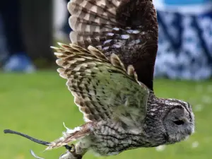 Screech Owl Sanctuary