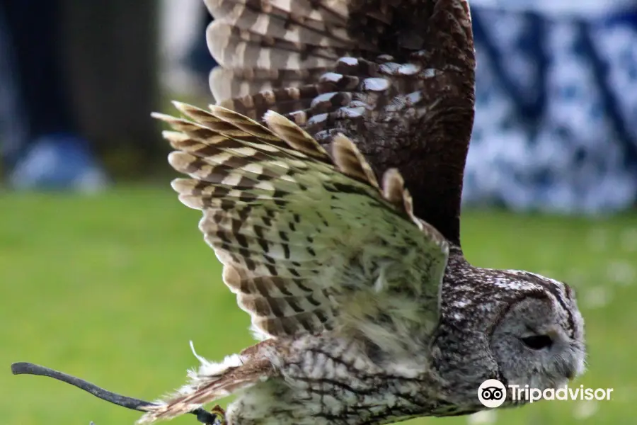 Screech Owl Sanctuary