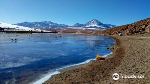 Geyser del Tatio