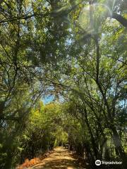 Túnel Verde, Porto de Pedras, Alagoas