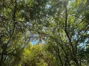 Túnel Verde, Porto de Pedras, Alagoas