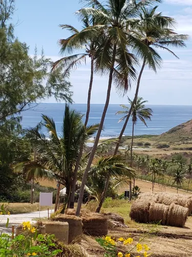 Morgan Lewis Sugar Mill