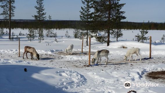 Orbas Reindeer Farm