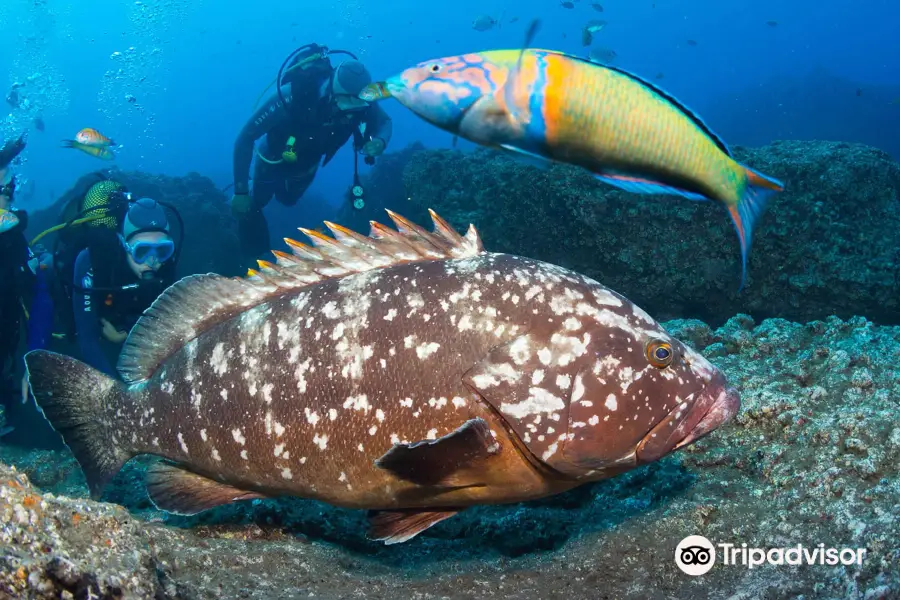 Madeira Divepoint