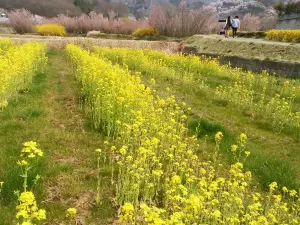 花見山公園