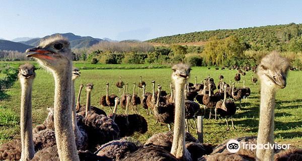 Safari Ostrich Farm