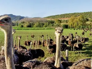 Safari Ostrich Show Farm