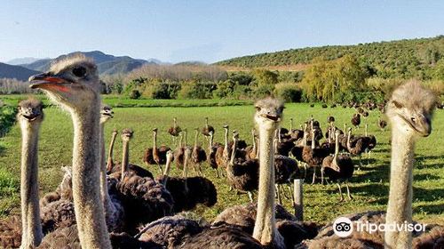 Safari Ostrich Farm