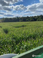 Maize Maze