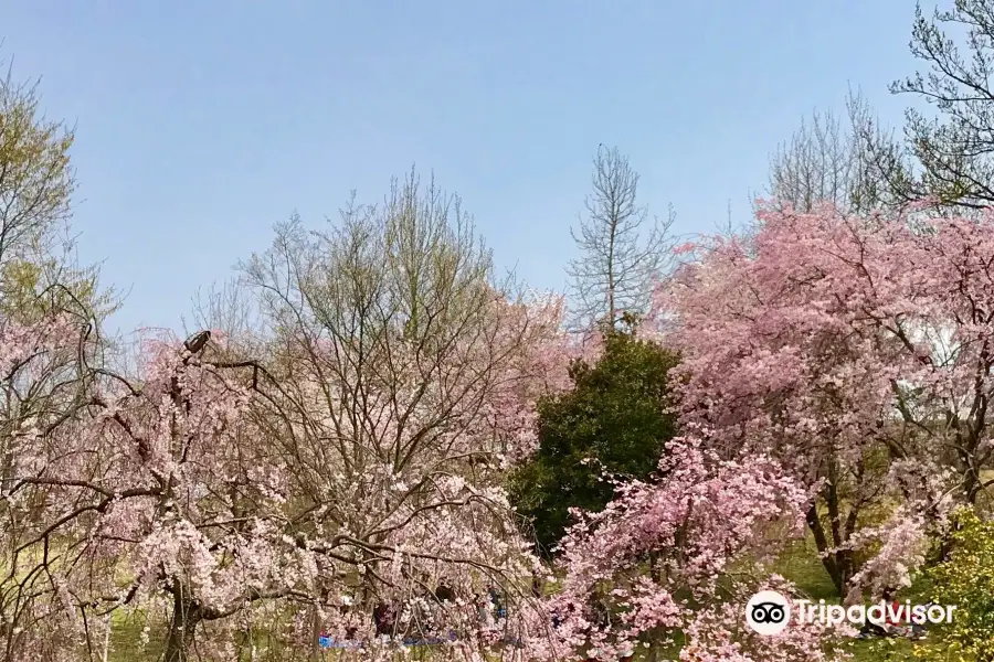 清音ふるさとふれあい広場