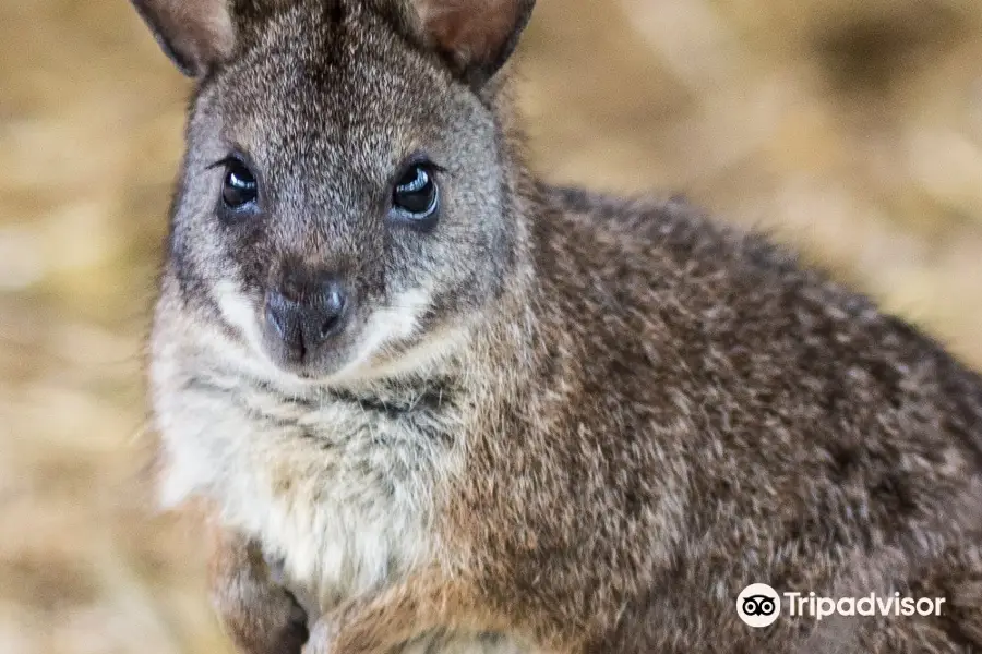 Wallaby Woods Donadea