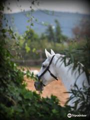 Centro Equestre Lusitanus