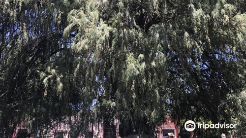 Hijo del Arbol de la Noche Triste