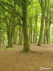 Portglenone Forest