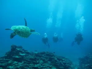 Pacific Divers