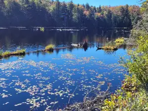 Woodford State Park